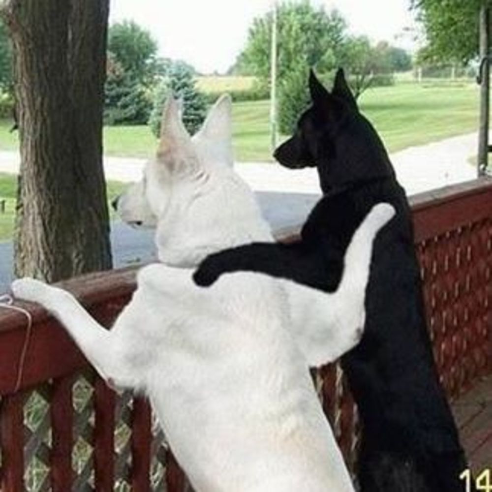 Meet your Posher, Monica